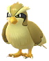 Pidgey
